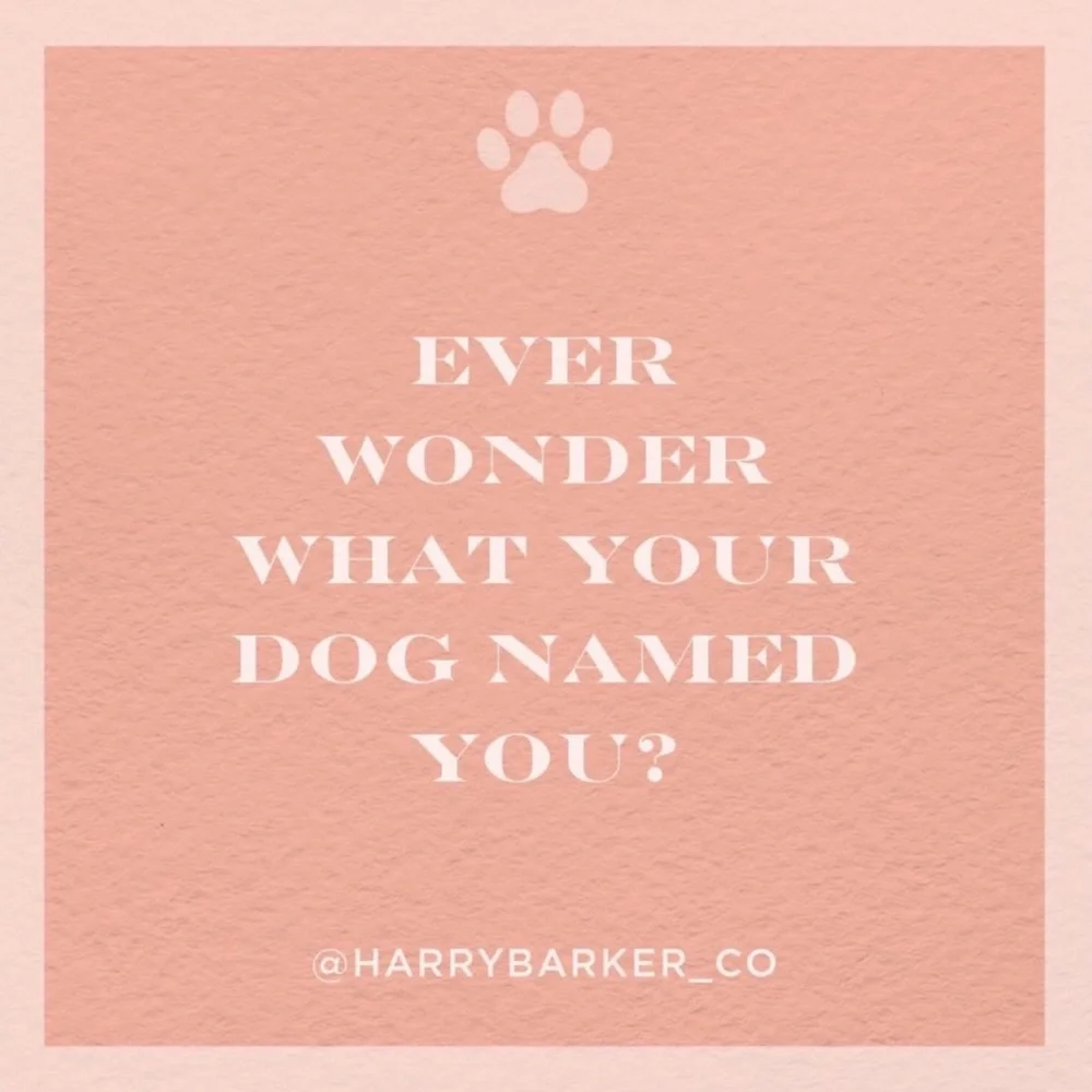 Harry Barker Canines for Veterans Dog Collar